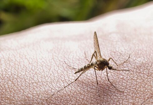 uštipnutie komárom ako príčina napadnutia parazitmi