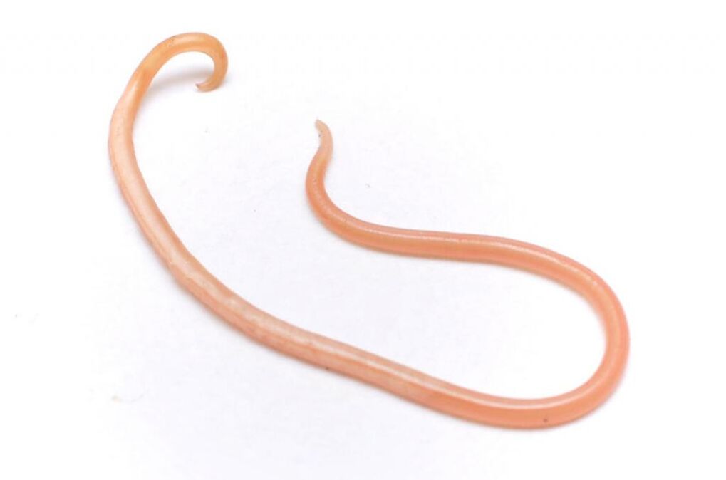 parazitný červ z ľudského tela