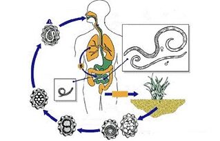 cyklus vývoja parazitov v tele