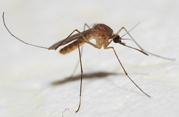 Hlavným prenášačom kožných parazitov sú komáre